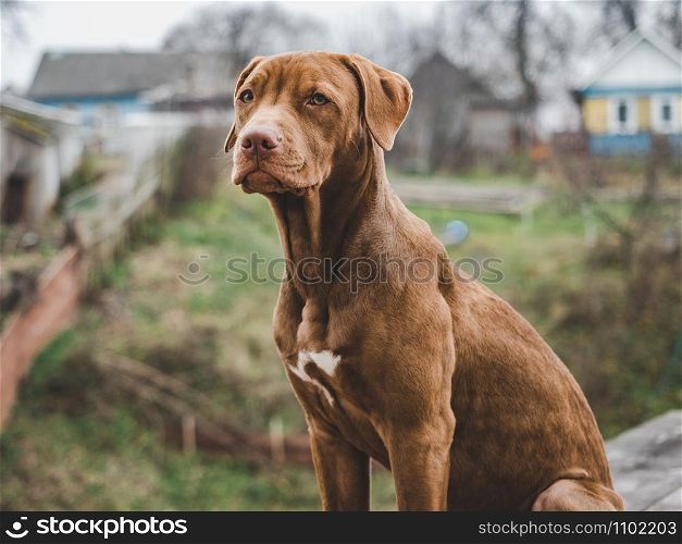 Tender, pretty puppy of chocolate color sitting on a wooden terrace on a overcast day. Close-up, outdoor. Concept of care, education, obedience training and raising pets. Charming puppy of chocolate color. Close-up, outdoors