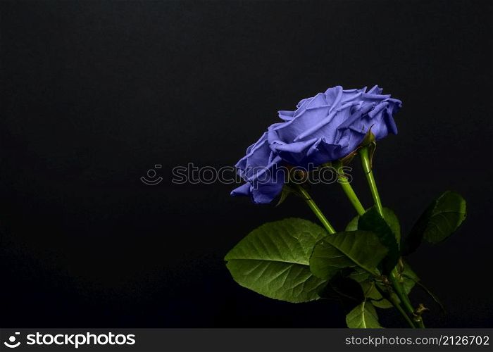 Tender purple roses bouquet isolated on dark background. Banner for Valentines Day, International Womens Day or mothers day. Trendy banner with 2022 color of the year very peri.. Tender purple roses bouquet isolated on dark background. Banner for Valentines Day, International Womens Day or mothers day. Trendy banner with 2022 color of the year very peri