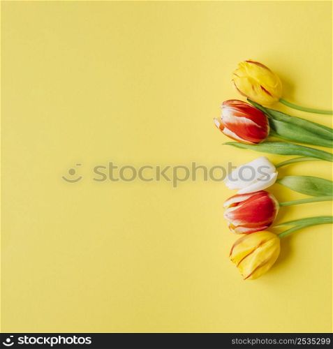 tender tulips yellow surface