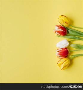 tender tulips yellow surface