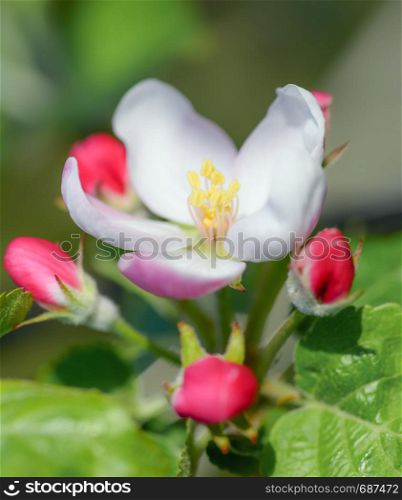 Tender white and pink Apple flowers on tree branch. Spring background. Apple flowers on tree branch. Spring background