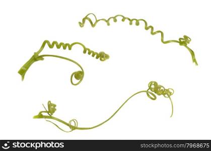 Tendril from zucchini on white background