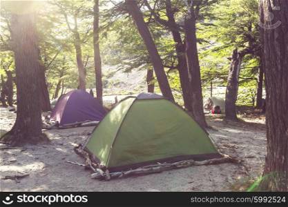 Tent in a forest campsite