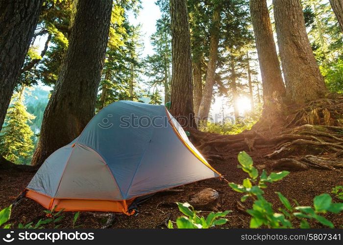 Tent in a forests campsite