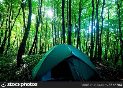 Tent in summer forest