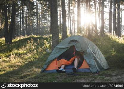 Tent in the forest on sunlight. Pine trees