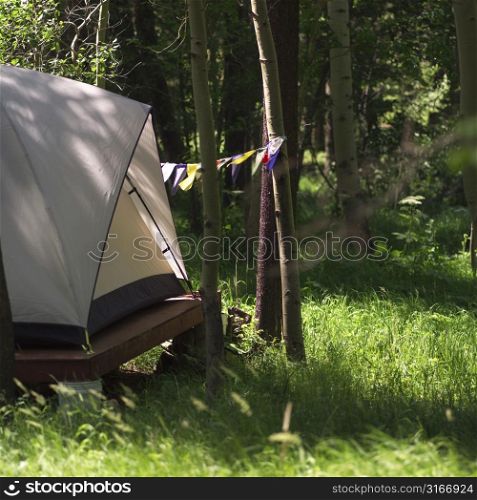 Tent set up in the forest