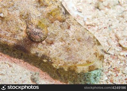 Tentacled Flathead or Crocodilefish