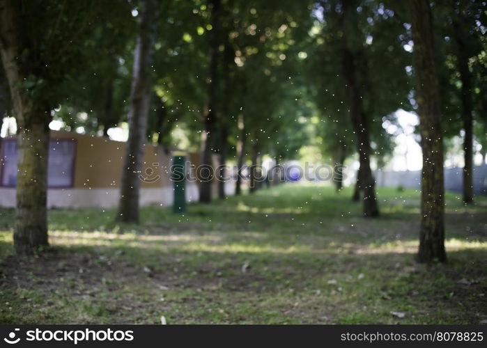 Tents in camping at sunset. Flying mosquitoes