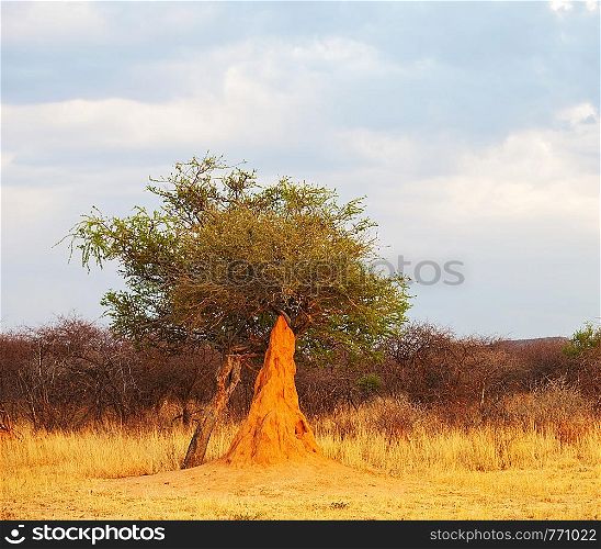 termitary in Ethiopia