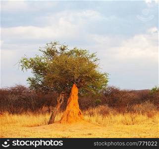 termitary in Ethiopia