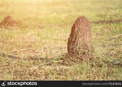 Termite mounds on grassy field at sunrise in the morning. Copy space wallpaper.