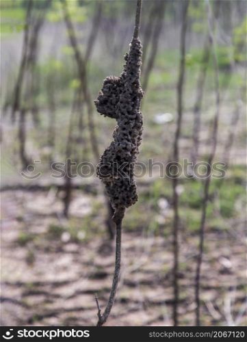 Termite nest covering dry tree in mangrove forest. Focus and blur.