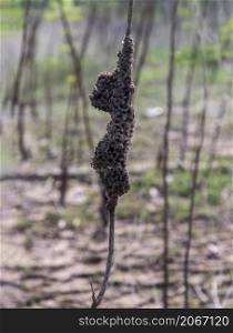 Termite nest covering dry tree in mangrove forest. Focus and blur.