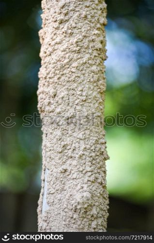 Termite nest, termite wood tree pole on nature