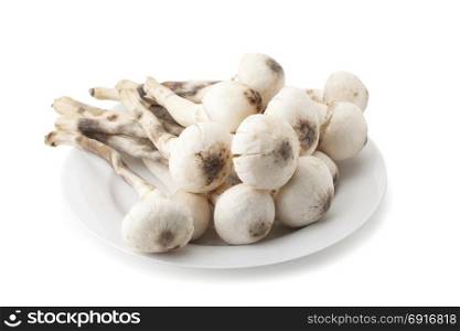 Termitomyces mushroom or termite mushroom isolated on white background with clipping path