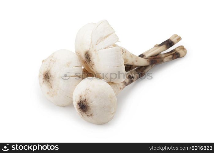 Termitomyces mushroom or termite mushroom isolated on white background with clipping path