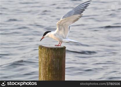 Tern on a pole in nature reserve Vlietlanden in Leidschendam, the Netherlands.