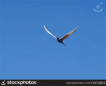 Tern, seagull. A White Tern towards blue sky