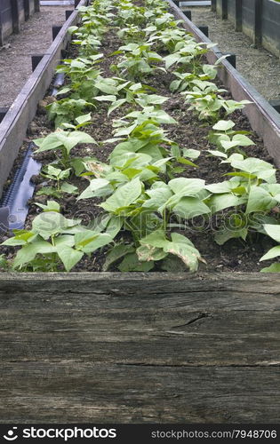 Terraced Farming of Bean Sprout