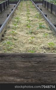 Terraced Farming of Pepper Saplings