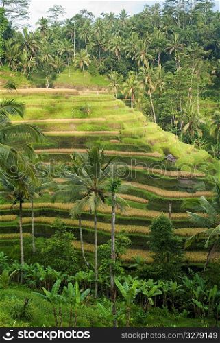 Terraced farmland in Bali