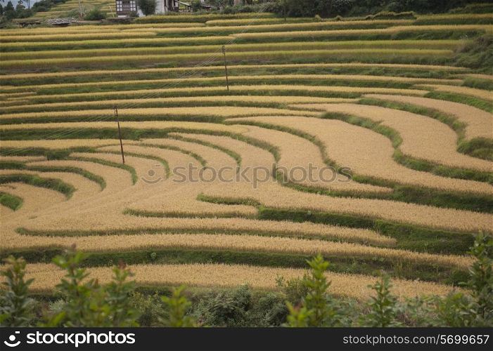 Terraced field, Punakha Valley, Punakha District, Bhutan