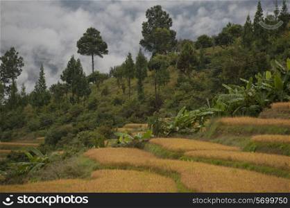 Terraced field, Punakha Valley, Punakha District, Bhutan