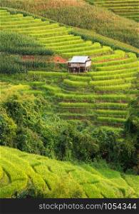Terraced Rice Field at Pa Bong Piang Chiangmai, Thailand