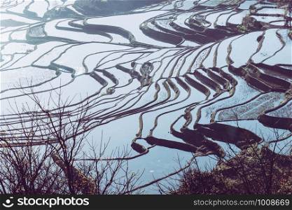 Terraced rice fields of YuanYang , China in the morning