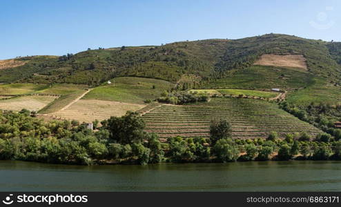 Terraced vineyards in Douro Valley, Alto Douro Wine Region in northern Portugal, officially designated by UNESCO as World Heritage Site