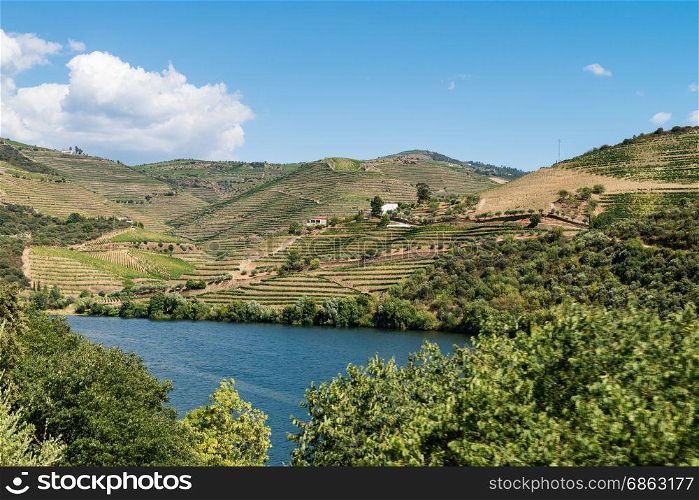 Terraced vineyards in Douro Valley, Alto Douro Wine Region in northern Portugal, officially designated by UNESCO as World Heritage Site