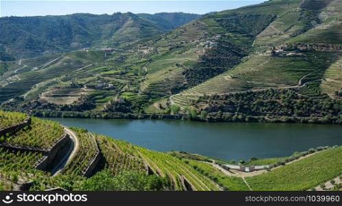 Terraces of grape vines for port wine production line the hillsides of the Douro valley near Pinhao in Portugal. Rows of grape vines line the valley of the River Douro in Portugal