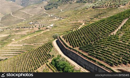 Terraces of grape vines for port wine production line the hillsides of the Douro valley in Portugal. Rows of grape vines line the valley of the River Douro in Portugal