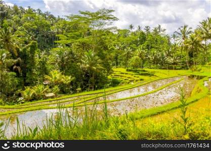 Terraces of rice fields surrounded by jungle. Sunny weather