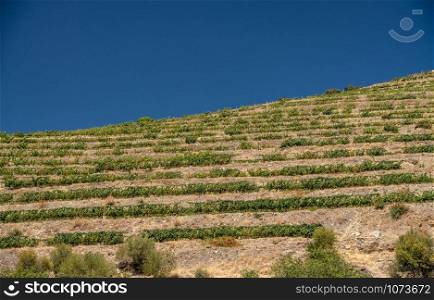 Terraces of vines and vineyards on the banks of the River Douro near Vila Real in Portugal. Terraced vineyard on the banks of the Douro river in Portugal