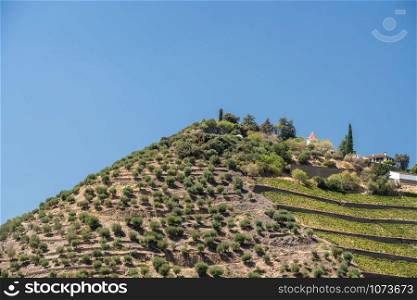 Terraces of vines and vineyards on the banks of the River Douro near Vila Real in Portugal. Terraced vineyard on the banks of the Douro river in Portugal