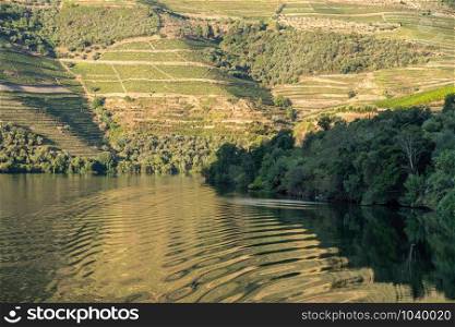 Terraces of wines and vineyards on the banks of the calm River Douro in Portugal near Pinhao. Terraced vineyard on the banks of the Douro river in Portugal