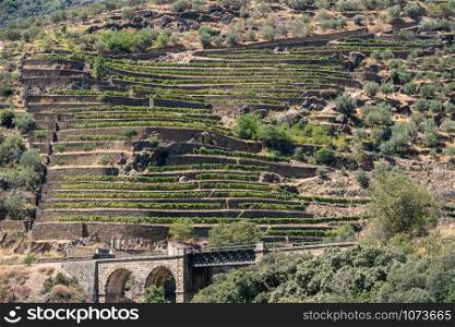 Terraces of wines and vineyards on the banks of the calm River Douro in Portugal near Braganca. Terraced vineyard on the banks of the Douro river in Portugal