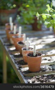 Terracotta flowerpots with labels on workbench in potting shed