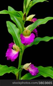 Terrestial orchid, Brachycorythis helferi, native specie terrestrial orchid in the southeast asian area