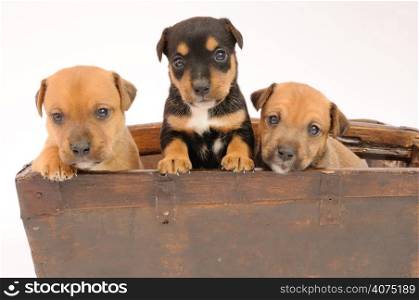 Terrier puppies
