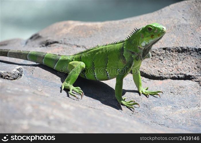 Terrific patterned scales on a large green iguana in Aruba.