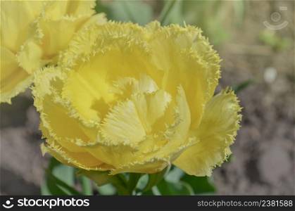 Terry yellow tulips Mon Amour. Beautiful yellow tulip on green background. Tulip Mon Amour. Double fringed yellow tulip