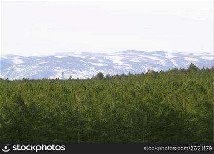 Teruel province snow mountain pine forest in Spain