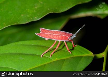 Tessaratoma papillosa Longan stink bug on green leaf
