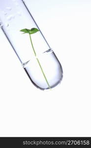 Test tube and Leaf