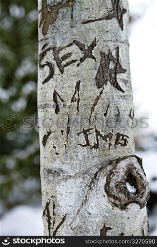 Text on tree trunk, close-up
