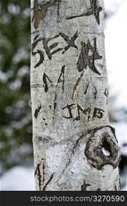 Text on tree trunk, close-up