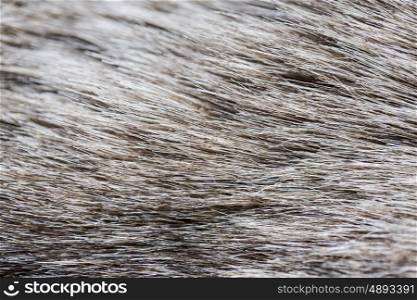 textile and texture concept - close up of fur background. close up of fur background